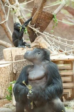 Gorilla in the aviary Foto stock
