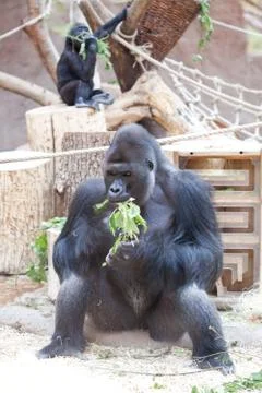 Gorilla in the aviary Foto stock
