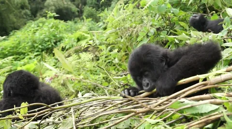 GORILLA BABIES PLAY Video stock 35421808