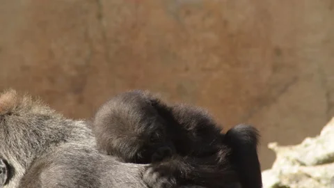 Gorilla baby in the back of gorilla mom Stock Footage 166889402