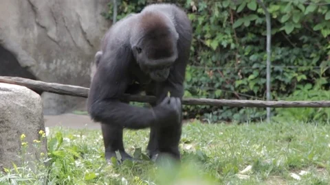 Gorilla with Baby Video stock 69781693