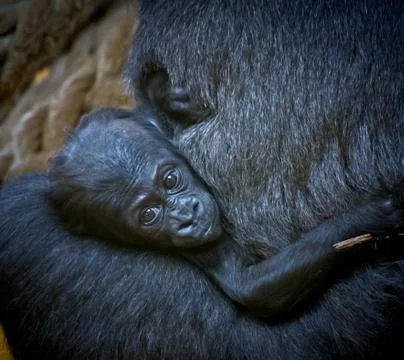 Gorilla baby Stock Photos