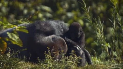 Gorilla baby playing with large gorilla as he pushes it away Stock Footage