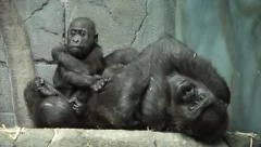 Gorilla wipes its butt with a baby gorilla 