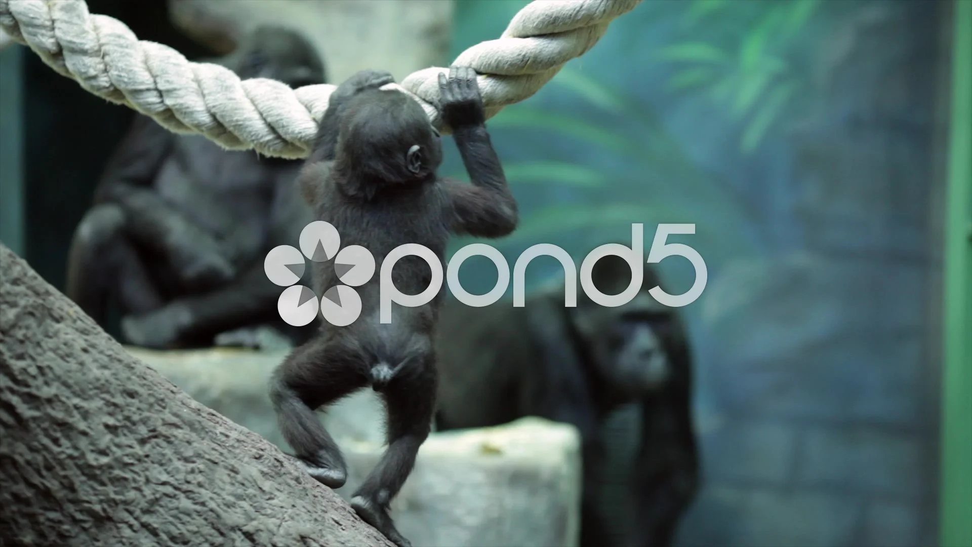 https://images.pond5.com/gorilla-baby-white-spot-his-footage-046291774_prevstill.jpeg