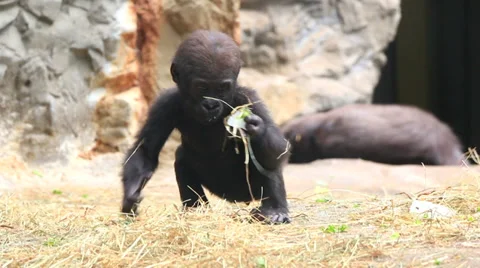 Gorilla Baby Zoo Stock Footage