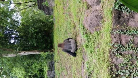 Gorilla back facing the camera Stock Photos