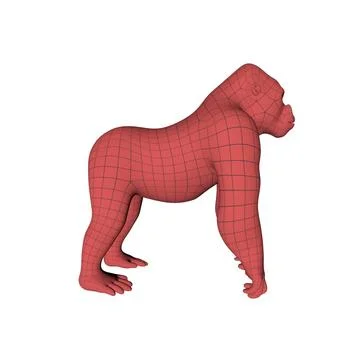 Gorilla Rib Cage 3D Model – 3D Horse