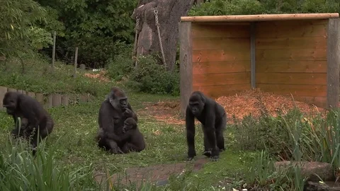 Gorilla beats his chest 스톡 동영상 81031736