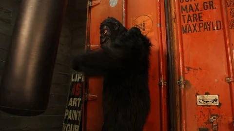 Gorilla beats a punching bag Video stock 126400221