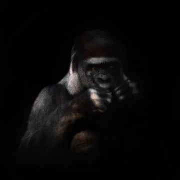 Gorilla on the black background Foto stock