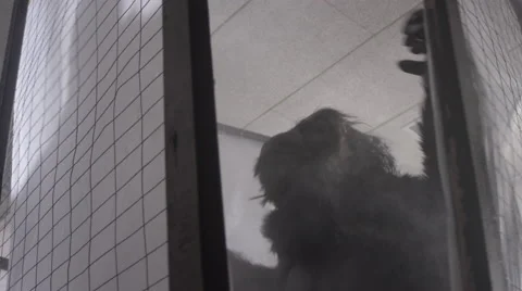 Gorilla breaking a cage in room 스톡 동영상 67555689