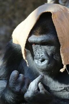 Gorilla with burlap sack on head Stock Photos