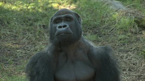 Gorilla catching flies Stock Footage 537102