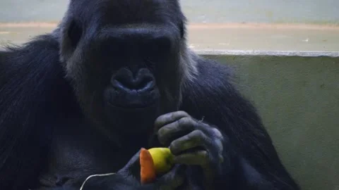 A gorilla chewing  Stock Footage 258074863