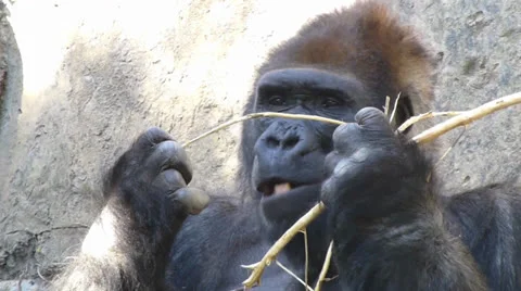 Gorilla chews on sticks Stock Footage 24846606