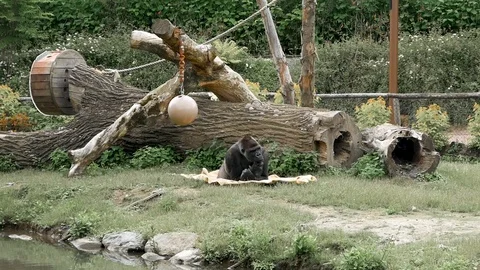 Gorilla chilling Stock Footage 102469689