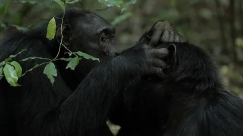 Gorilla cleaning other Gorilla in the forest 스톡 동영상 103806048