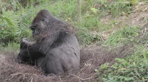 Gorilla cleans foot Video stock 8607036