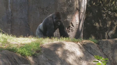 Gorilla Clip 1 Stock Footage 1118087