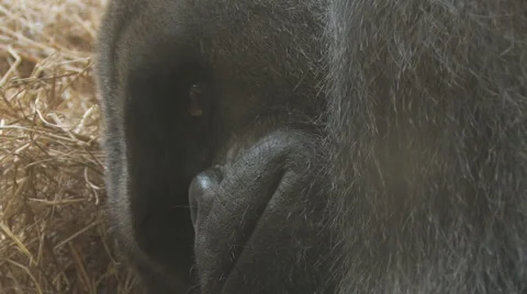 Gorilla Clip 2 Stock Footage 1118051