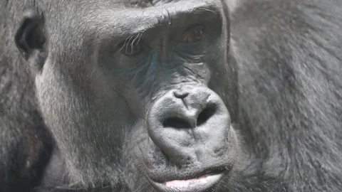 Gorilla close-up 4K Stock-Footage 96772347