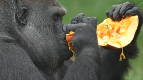 Gorilla Close Up Eating Orange Pumpkin Halloween Treat Stock-Footage 347008076