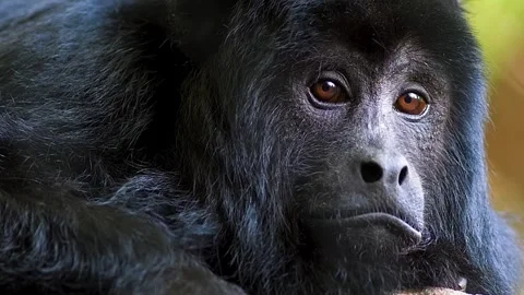  Gorilla Close Up Face Stock Footage 323142644