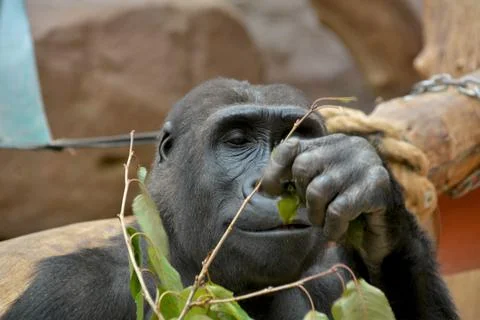 Gorilla close-up. Stock Photos