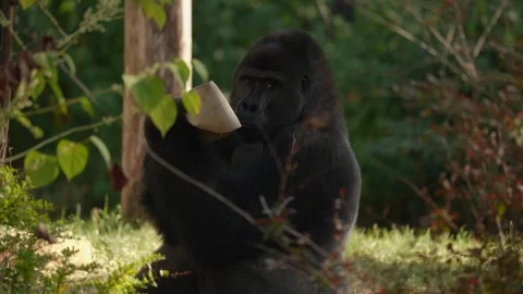 Gorilla close up sitting on the grass Video stock 252152222