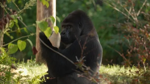 Gorilla close up sitting on the grass Video stock 252154830
