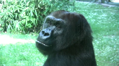 Gorilla close up turning towards camera Stock Footage 51428429