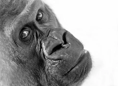 Gorilla closeup B&amp;W Stock Photos