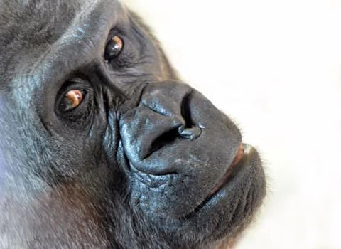 Gorilla closeup Stock Photos