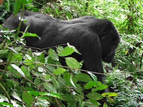 Gorilla in the cloud forest Stock Photos