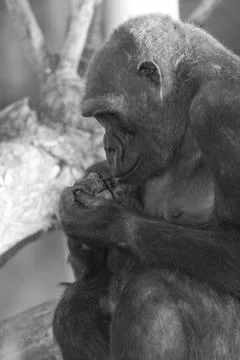 Gorilla coast Stock Photos