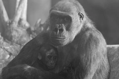 Gorilla coast Foto stock