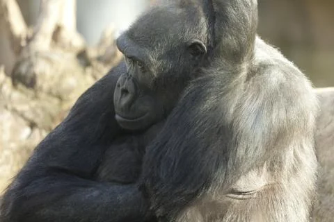 Gorilla coast Foto stock