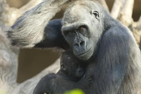 Gorilla coast Stock Photos