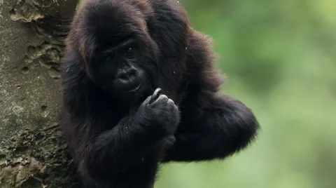 Gorilla in Congo Vidéo 49757473