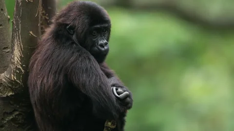 Gorilla in Congo 库存影片 49757550