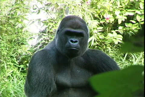 Gorilla-cu Stock Footage