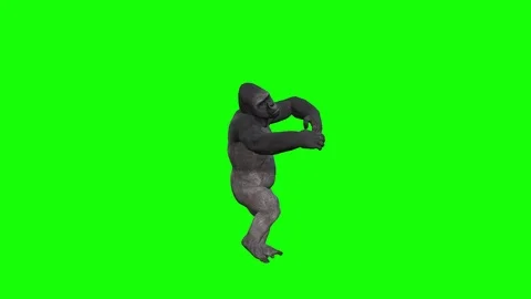 GORILLA DANCING IN GREEN SCREEN Stock Footage 126464887