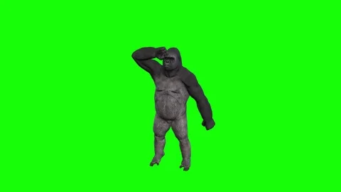 GORILLA DANGING IN GREEN SCREEN Stock Footage 126464168