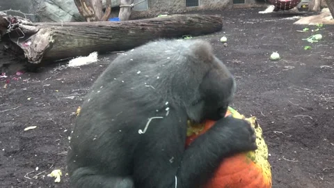 Gorilla Devours Large Halloween Pumpkin Treat Stock Footage 288059405