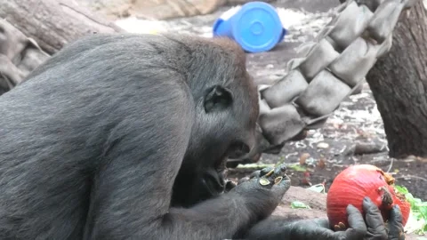 Gorilla Devours Seeds from Halloween Pumpkin Stock Footage 288061500