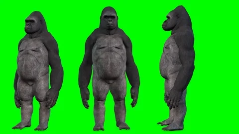 GORILLA IN DIFFERENT ANGLES Stock Footage 126575686