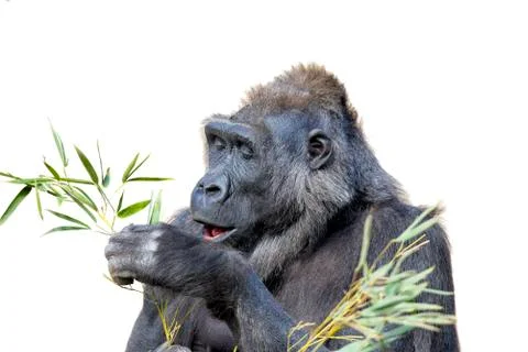 Gorilla Dining on Foliage Stock Photos