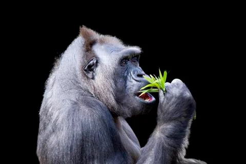 Gorilla Dining on Foliage Stock Photos