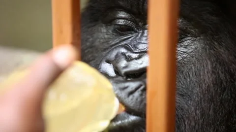 Gorilla Drinking from Bottle Slurping Vidéo 49758483